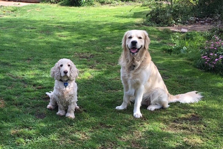 Dogs in spacious garden