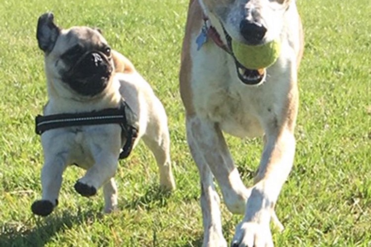 Dogs playing