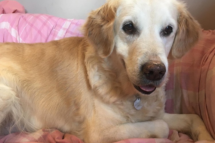 Elderly dog resting