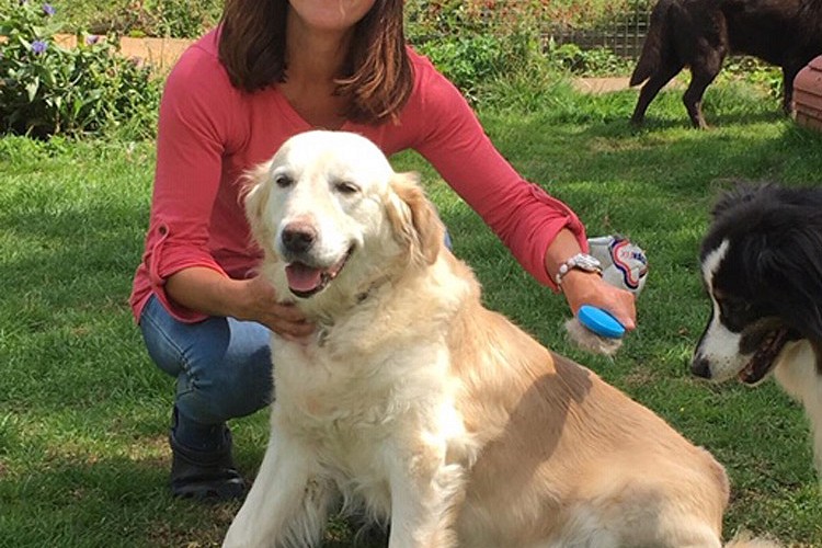 Rachel grooming dog