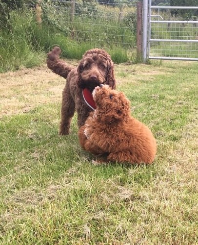 Simple and effective techniques based on how dogs communicate